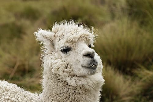 Alpaca-Antisana Ecological Reserve-Ecuador Art Print
